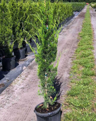 virginiana juniperus brodie