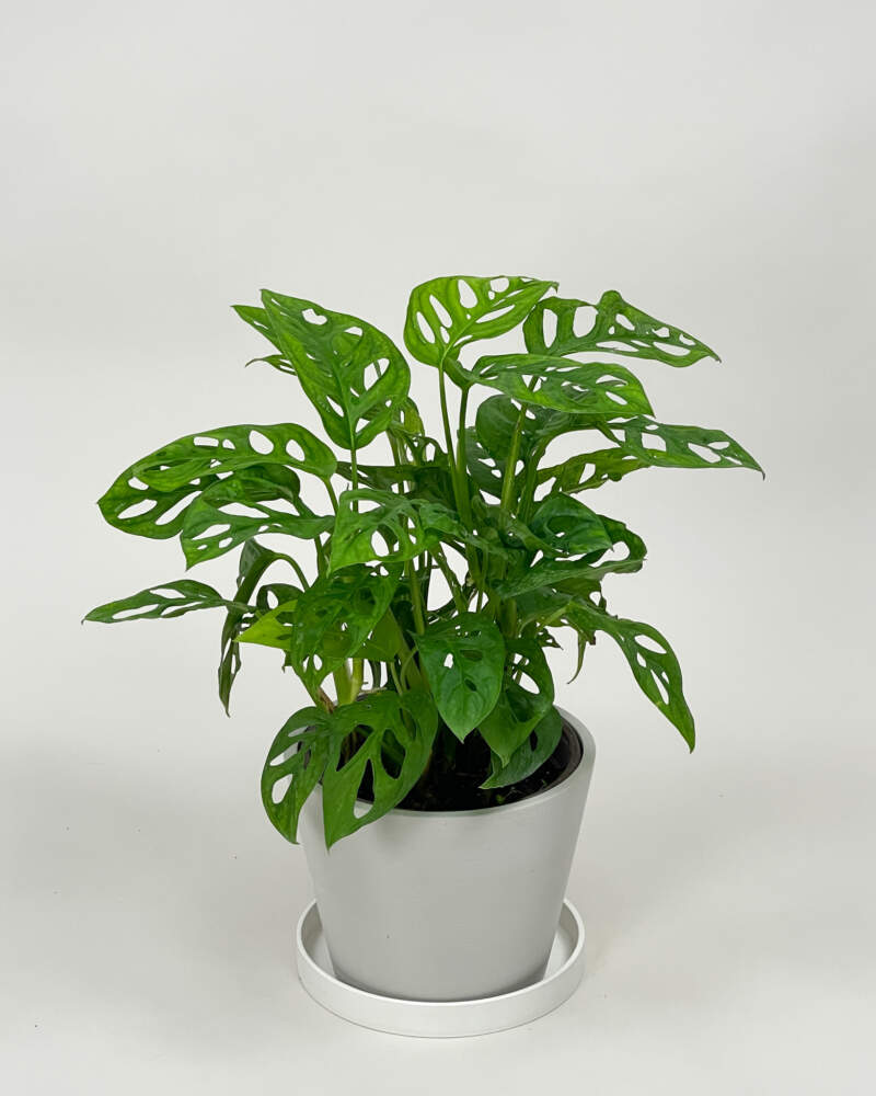 https://www.plantvine.com/plants/1g-Monstera-Adansonii-800x1000.jpg
