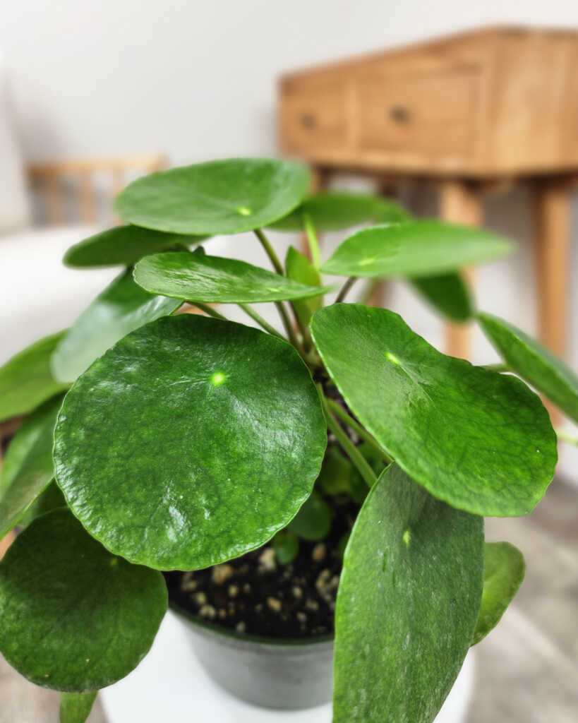 Buy Pilea Peperomioides, Chinese Money Plant | Get 10% OFF