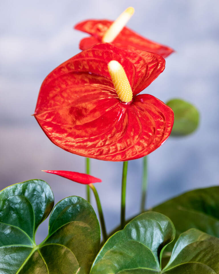 Red Anthurium | PlantVine