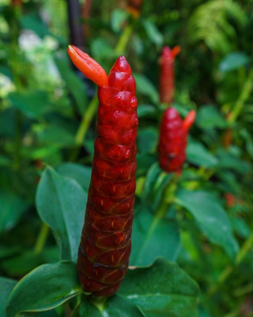 red button ginger plant