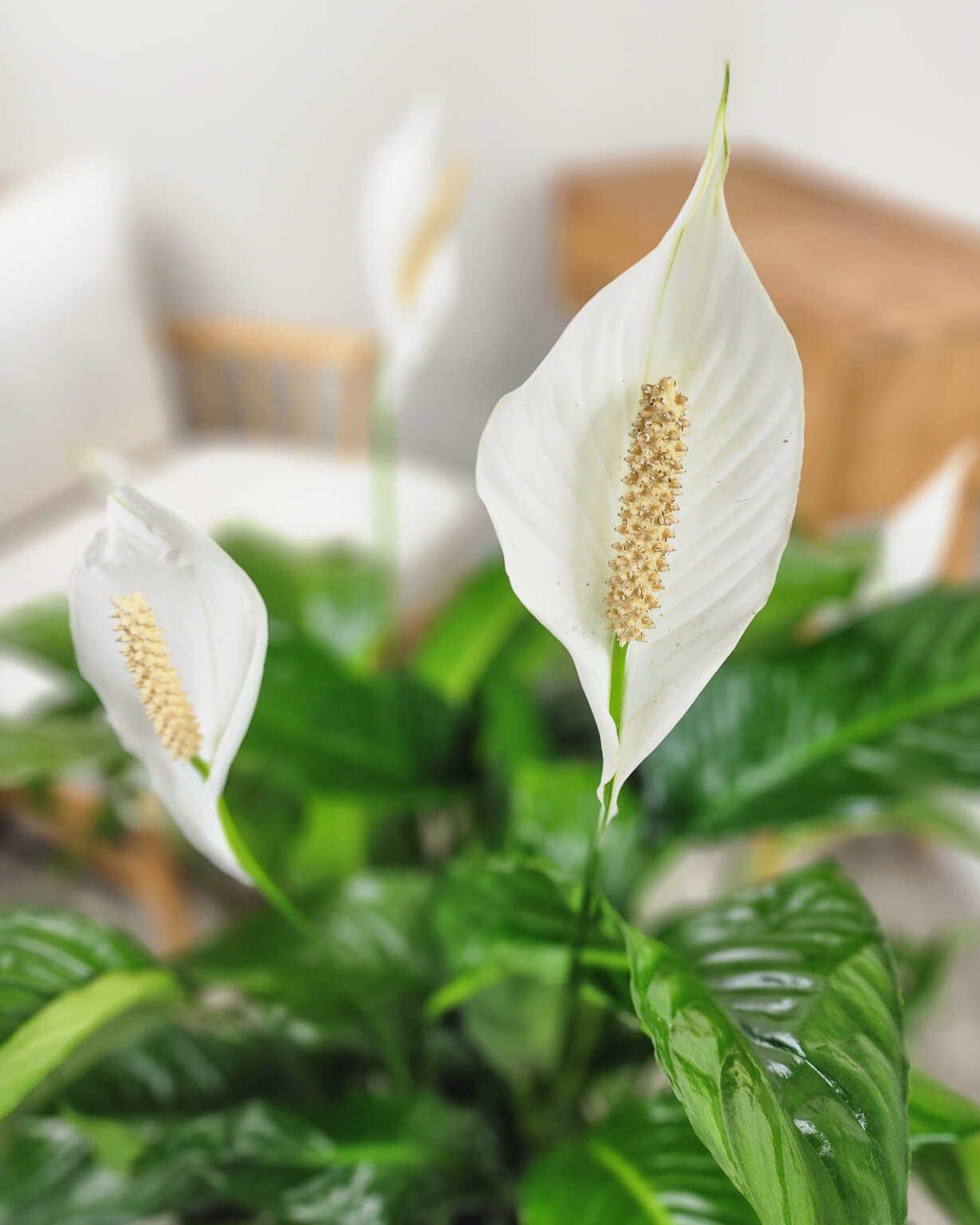 ‘Sweet Pablo’ Peace Lily | PlantVine