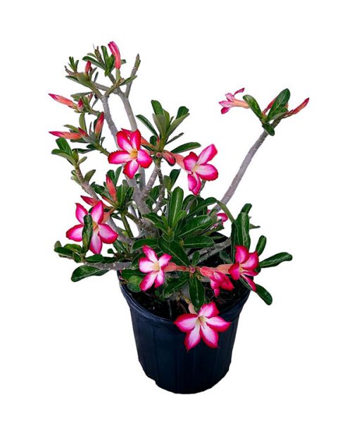 Buy Adenium obesum 'Bi-color White/Pink', Desert Rose | Free Shipping ...