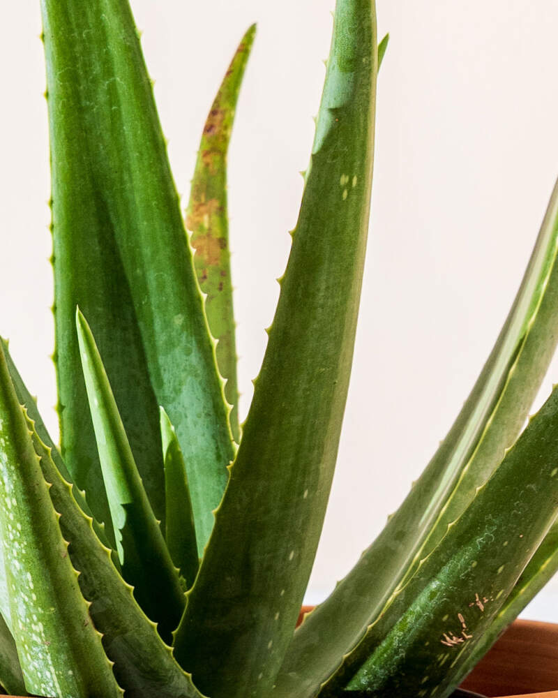 Vente d'Aloe vera, Aloe vraie, Aloes des Barbades - Pépinières Quissac