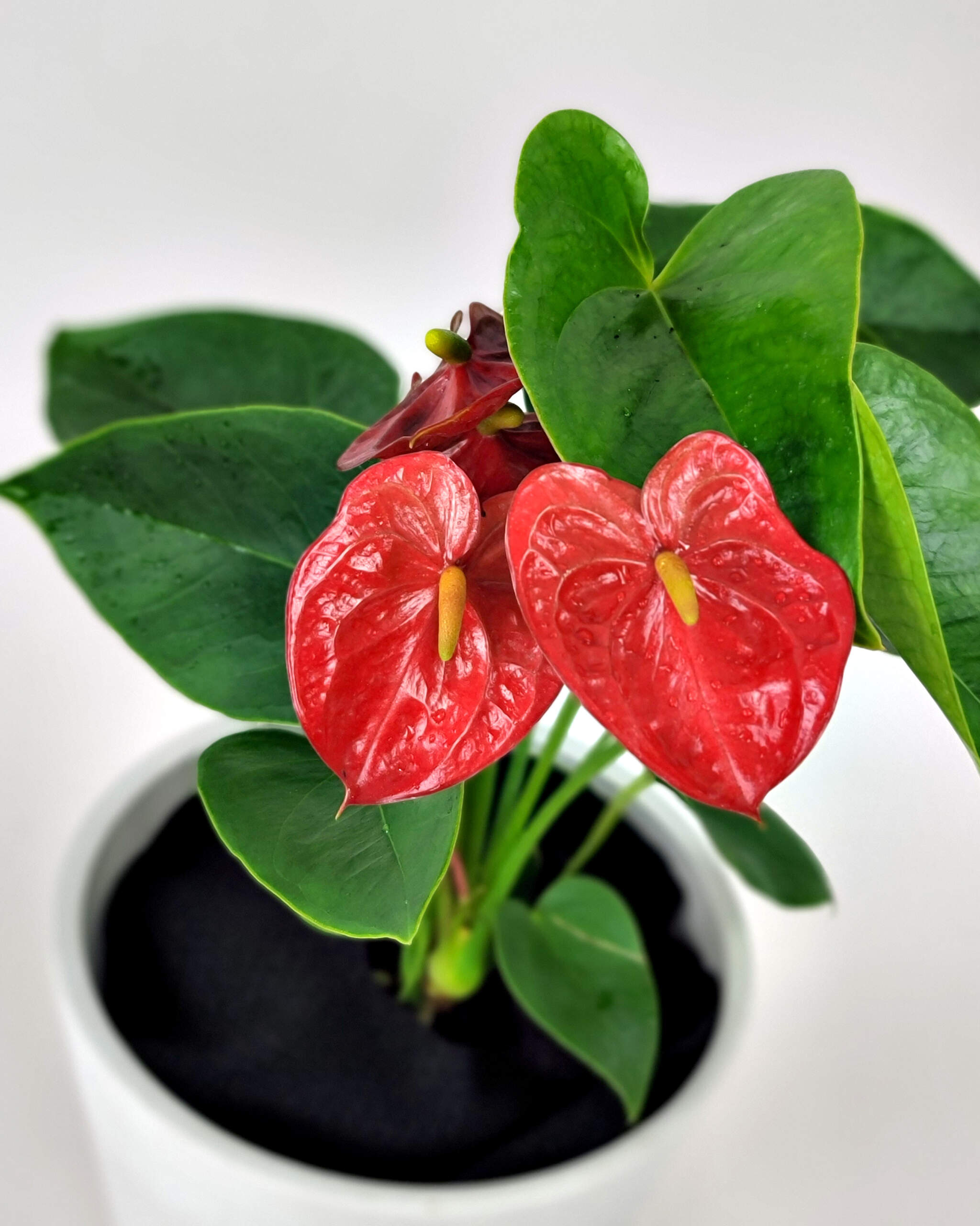 Red Anthurium | PlantVine