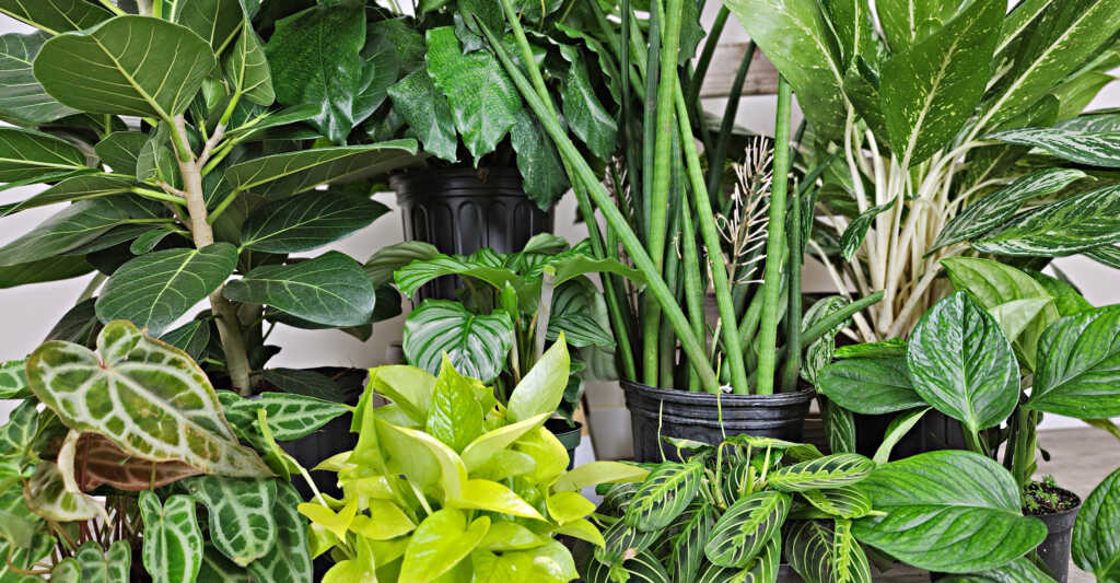 820 Best Indoor Plant Decor ideas in 2024