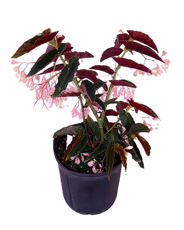 Begonia Wing Pink with Red Leaf', Angel Wing Begonia PlantVine