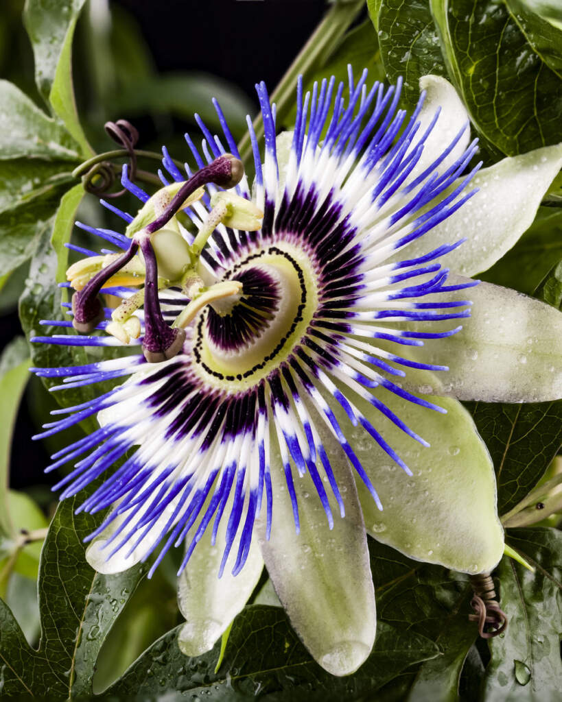 Passiflora Caerulea Blue Passion Flower Vine Plantvine