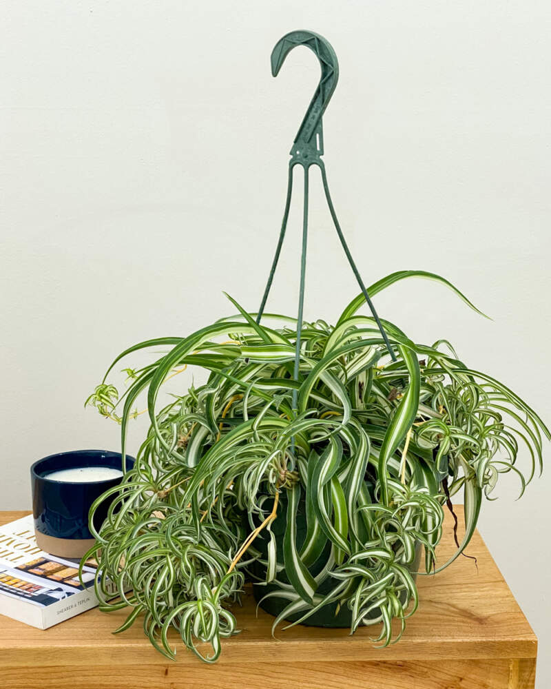 Large Spider Plant 'Reverse' (Chlorophytum comosum)