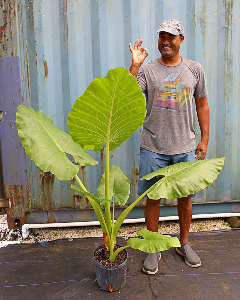 Alocasia macrorrhiza ‘Borneo Giant’, Elephant Ear | PlantVine