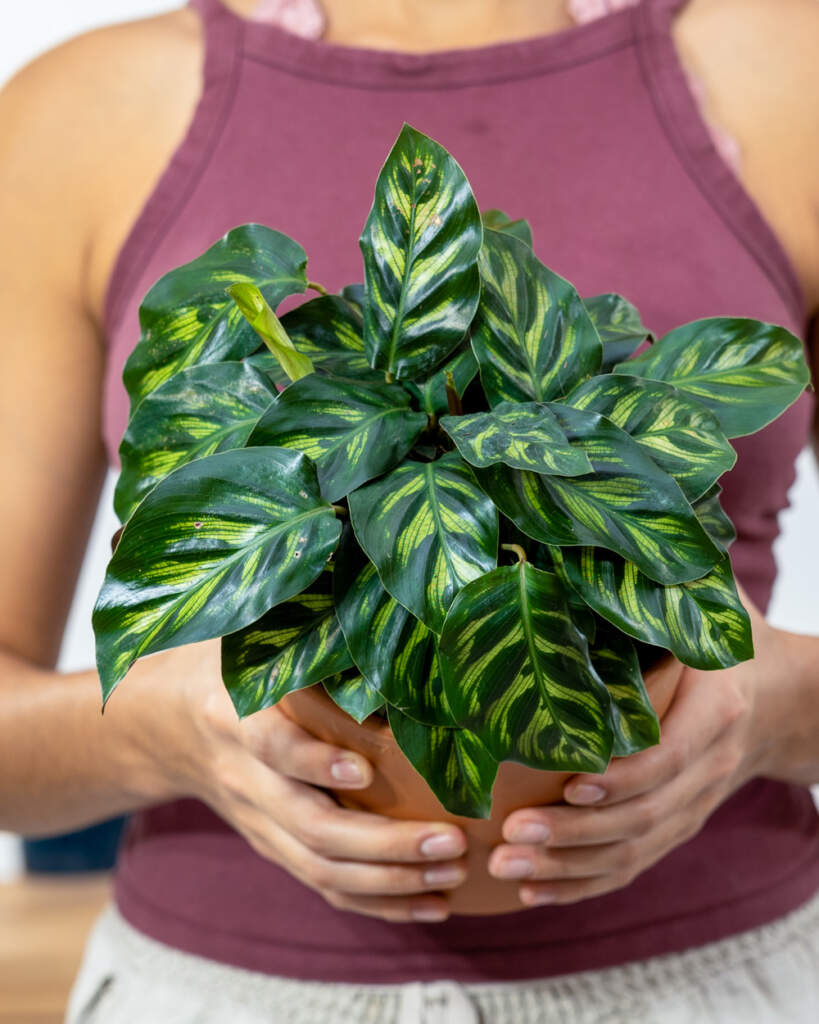 Calathea Or Prayer Plant Care Guide Plantvine