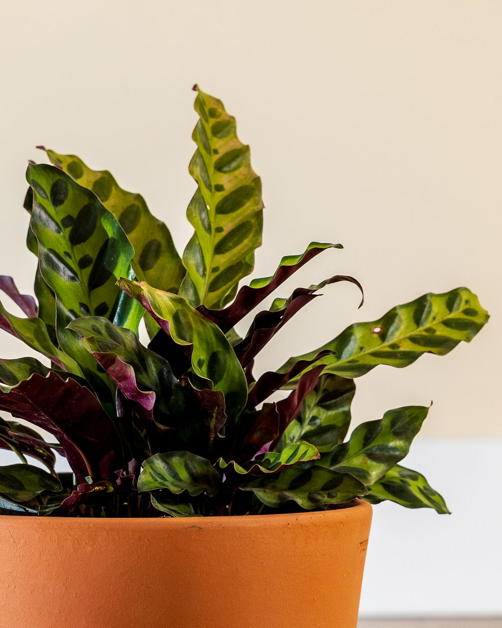 How To Take Care Of A Rattlesnake Plant