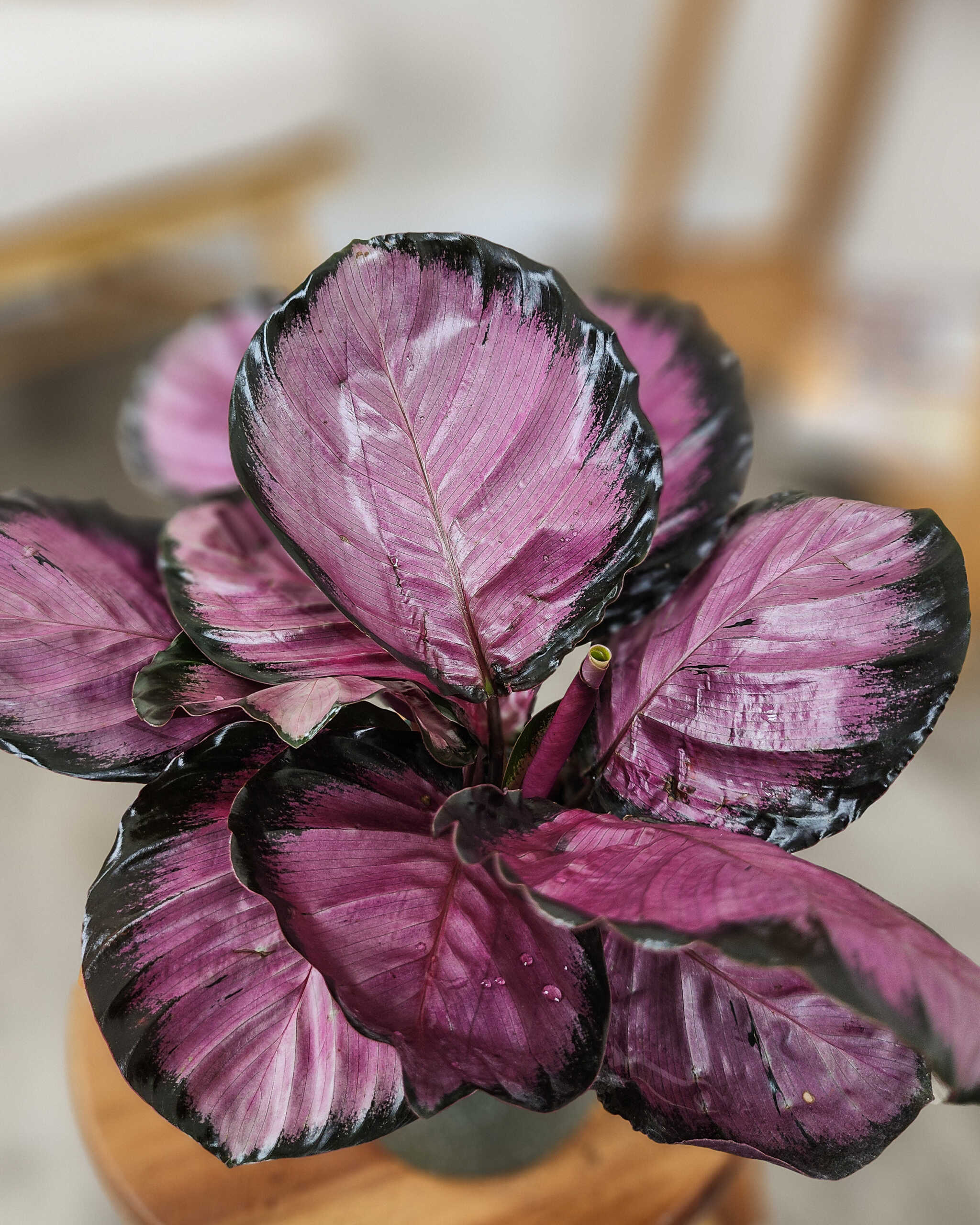 Calathea ‘Rosy’ | PlantVine