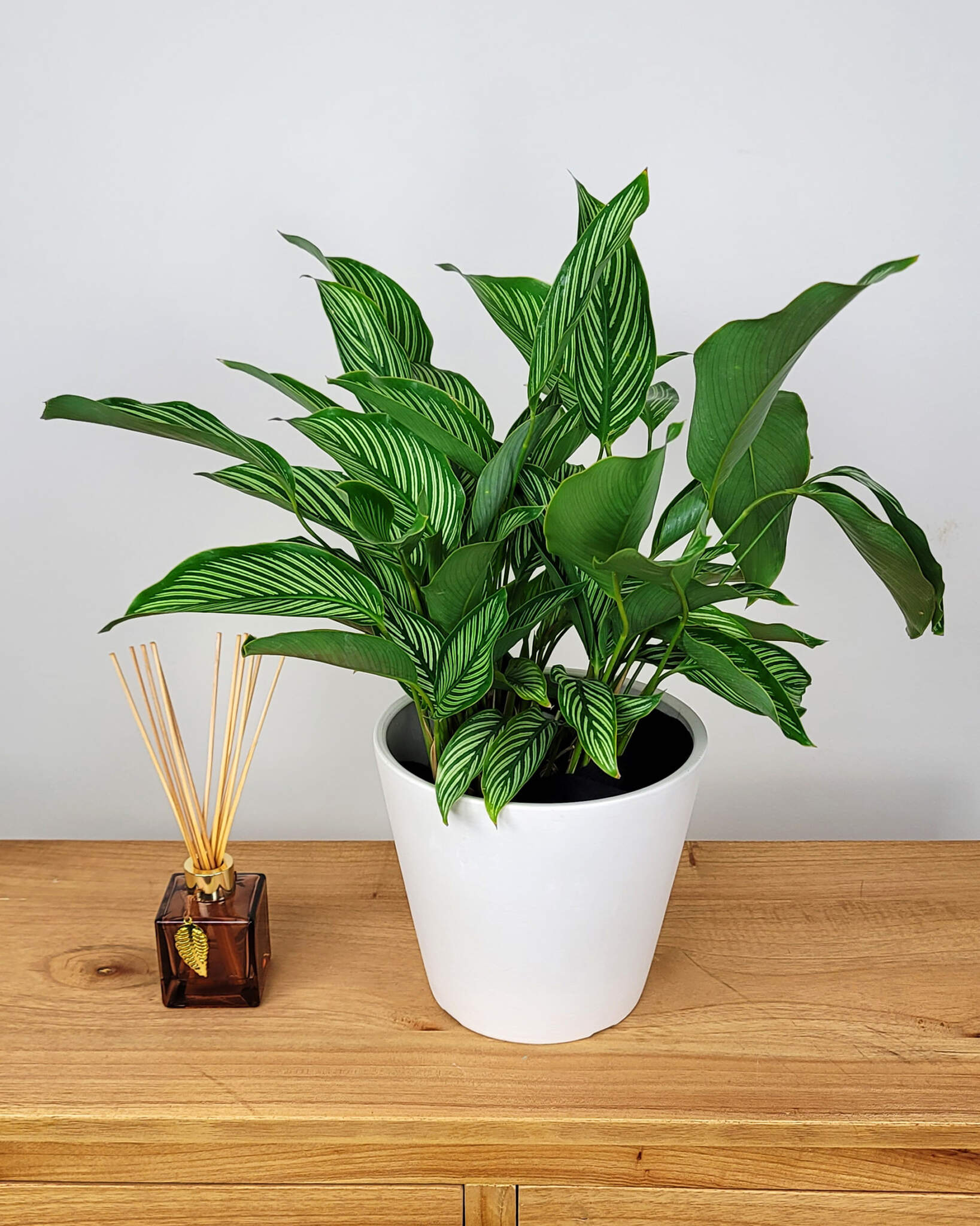 Calathea Vittata | PlantVine