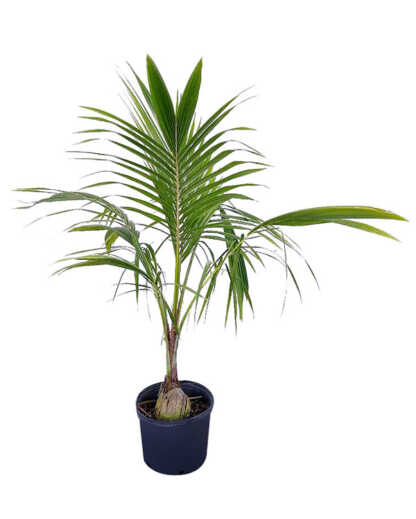 Green Malayan Coconut Palm | PlantVine