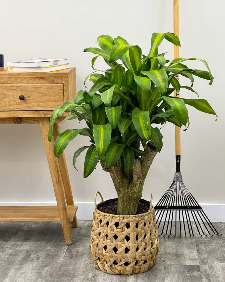 Buy Dracaena Fragrans Massangeana Corn Plant Online