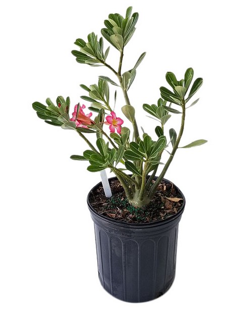 Desert rose, one of the best and unsual exotic houseplant