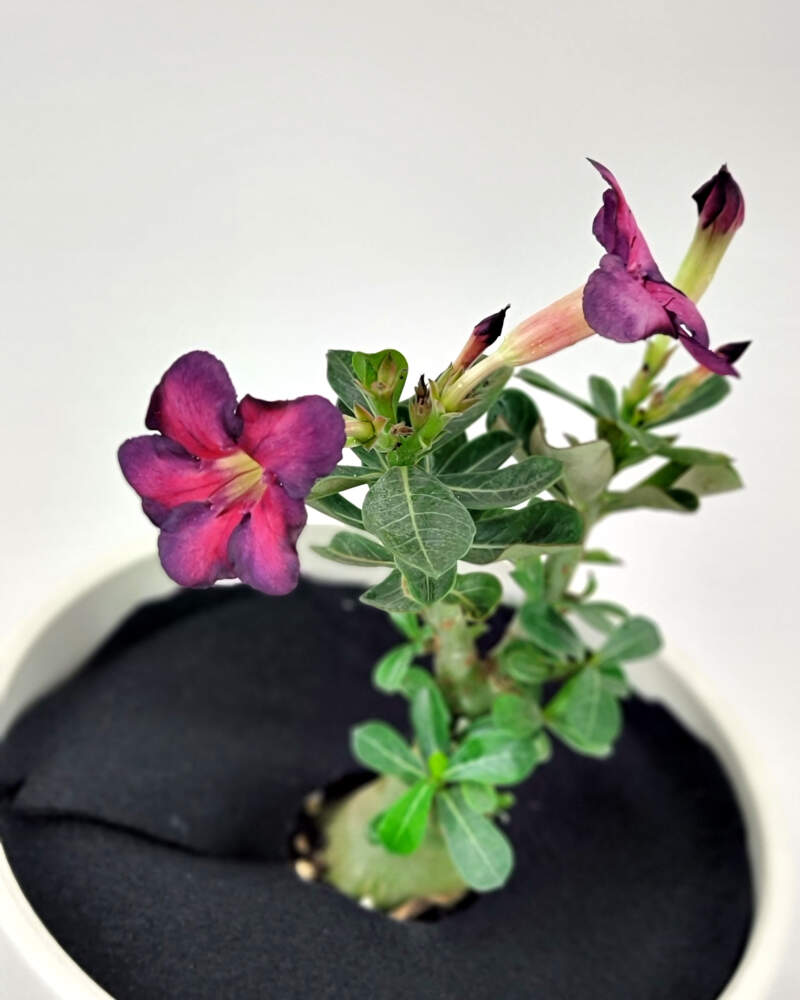 Desert Rose Border - Adenium obesum – Wellspring Gardens