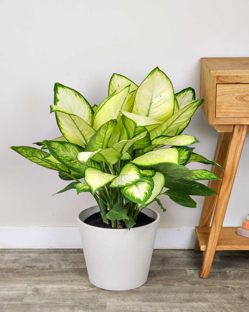 Dieffenbachia ‘Tropic Marianne’ | PlantVine