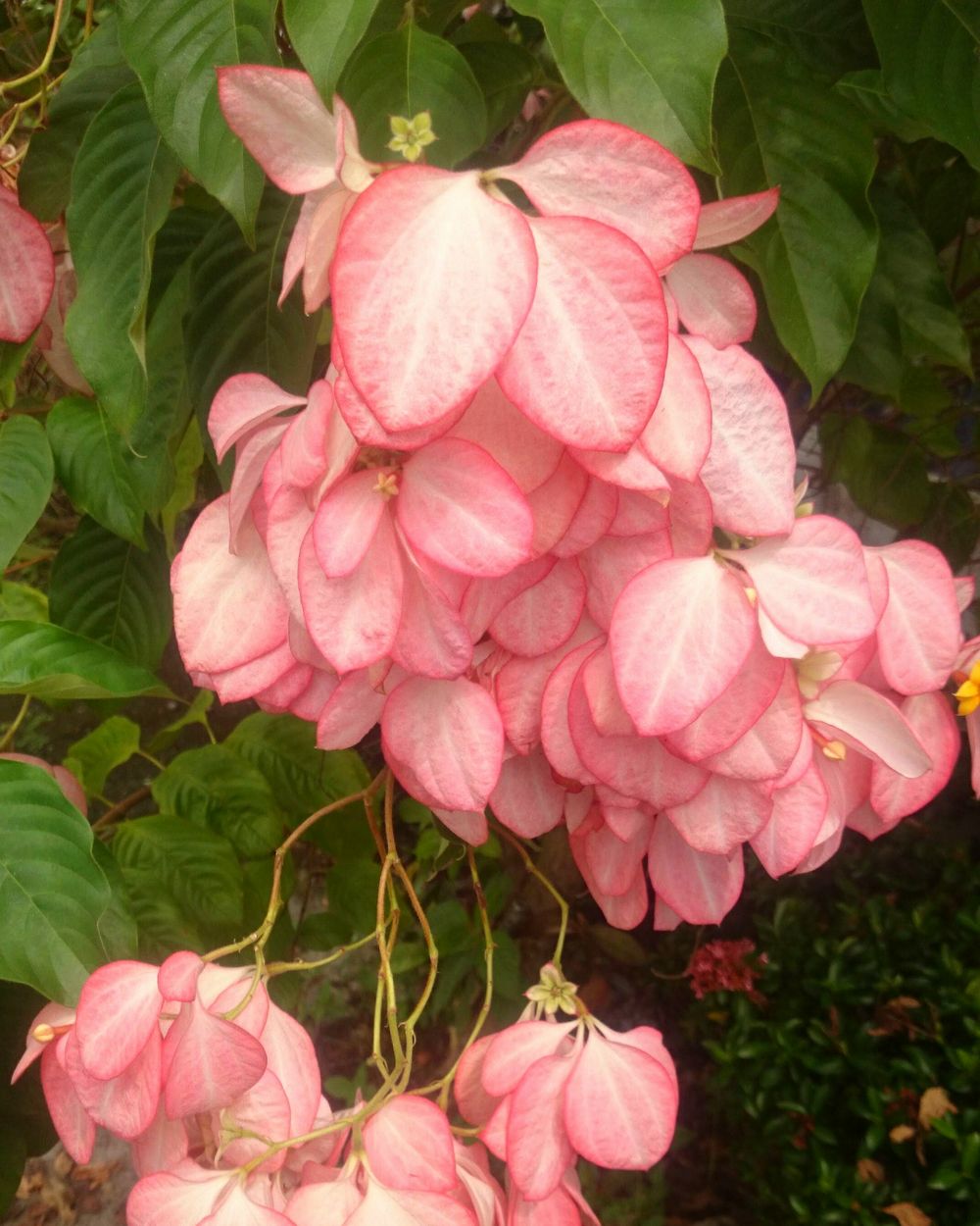 Mussaenda Philippica Dona Luz Salmon Pink Mussaenda Plantvine