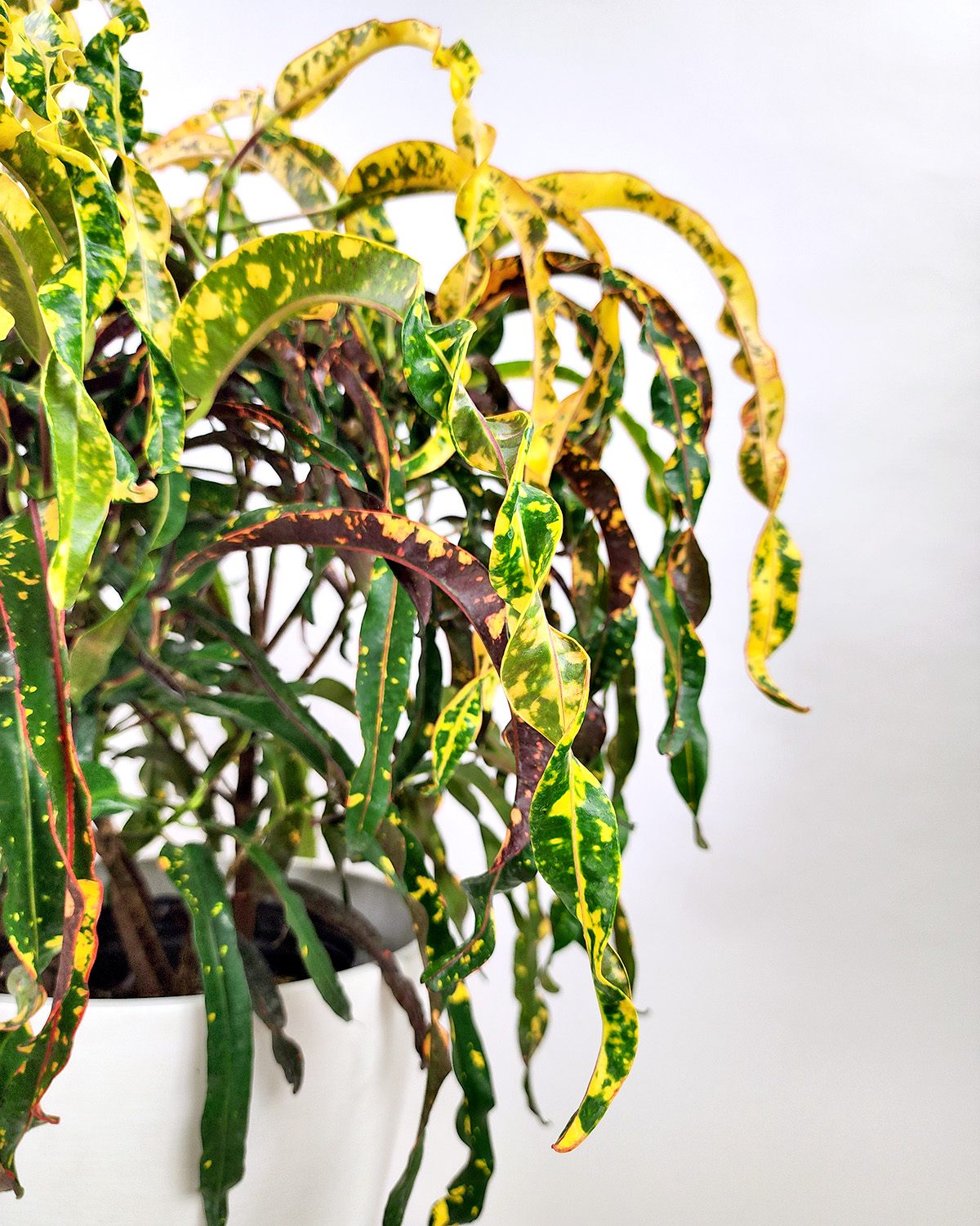 Croton ‘dreadlocks Plantvine