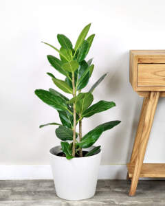 Ficus Audrey | PlantVine