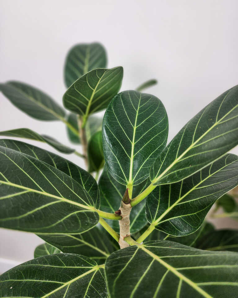 Ficus ‘Audrey’ | PlantVine