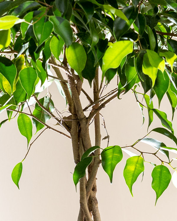 Ficus Benjamina Wintergreen