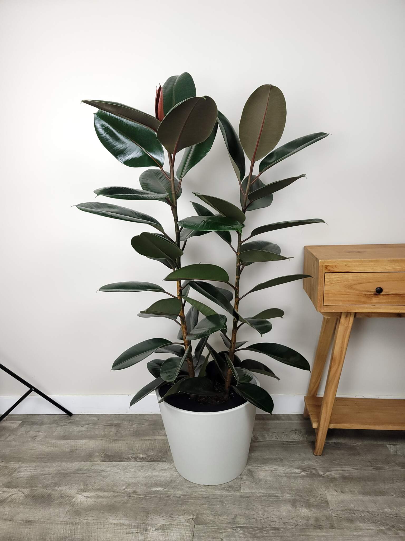 Order Ficus Elastica 'Burgundy', Indian Rubber Plant Online