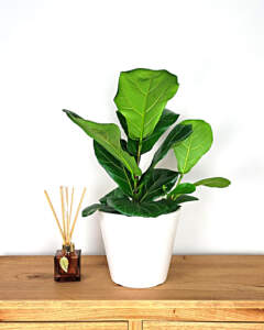 Buy Fiddle Leaf Fig, Ficus Lyrata Plant For Indoors/Outdoors