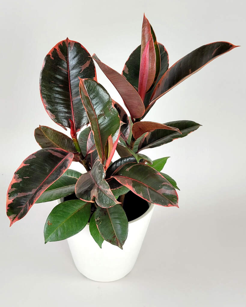 A World Of Plants Southeast Asia PlantVine   Ficus Ruby Main 819x1024 