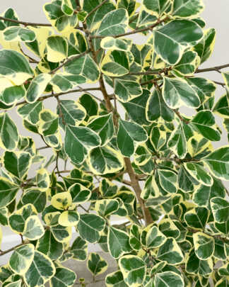 Ficus triangularis ‘Variegata’ | PlantVine