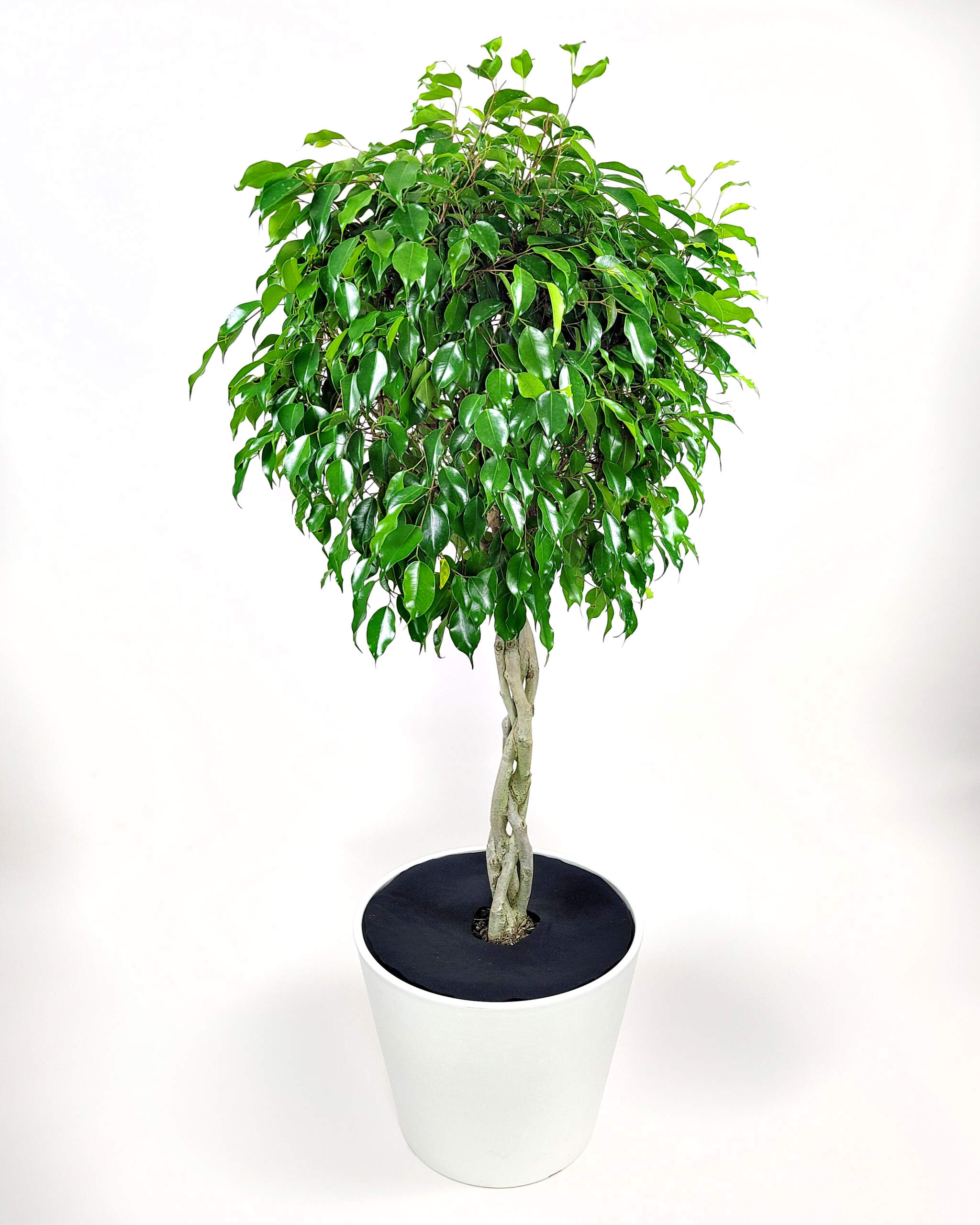 https://www.plantvine.com/plants/Ficus-Wintergreen-Main-scaled.jpg