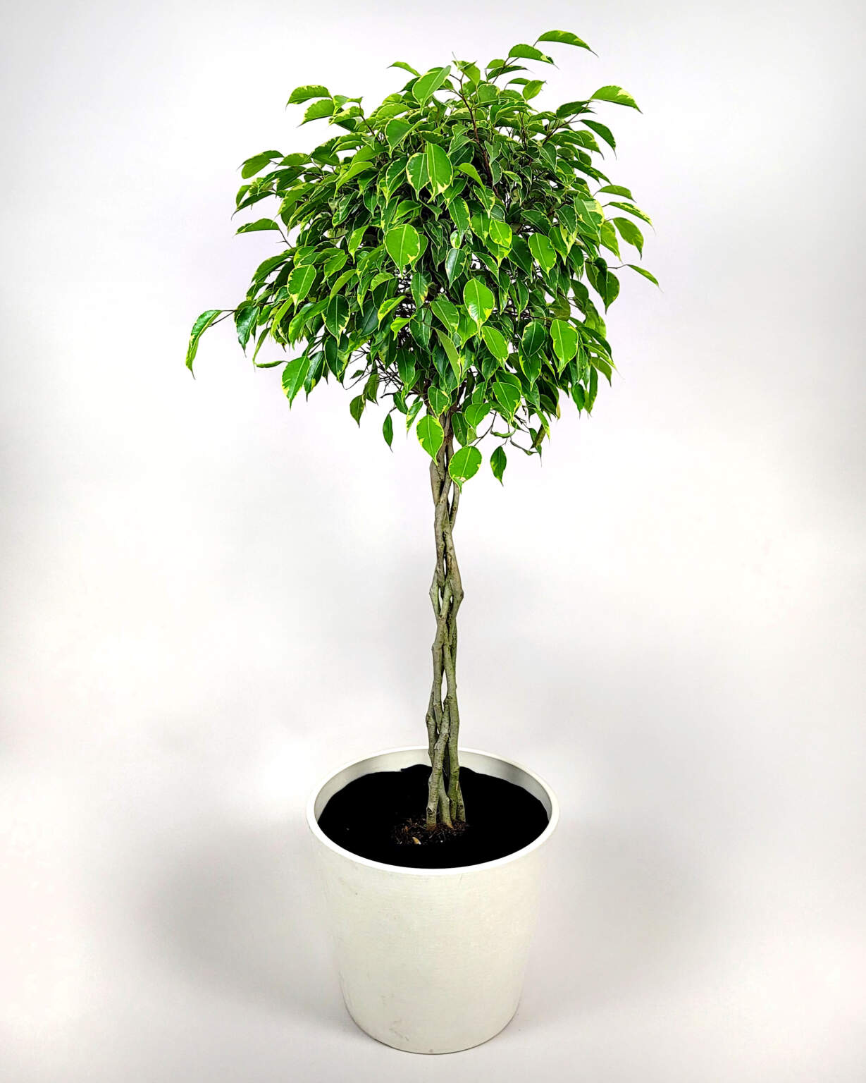 Ficus Benjamina Variegata Plantvine