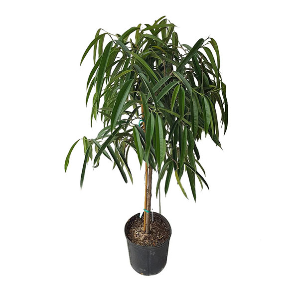 Фикус биннендийка. Ficus maclellandii. Фикус Али штамб. Фикус биннендийка ядовит.