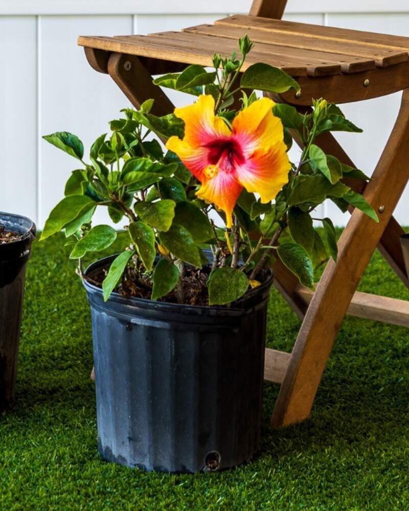 Fiesta Hibiscus Plant 3 Gallon Size