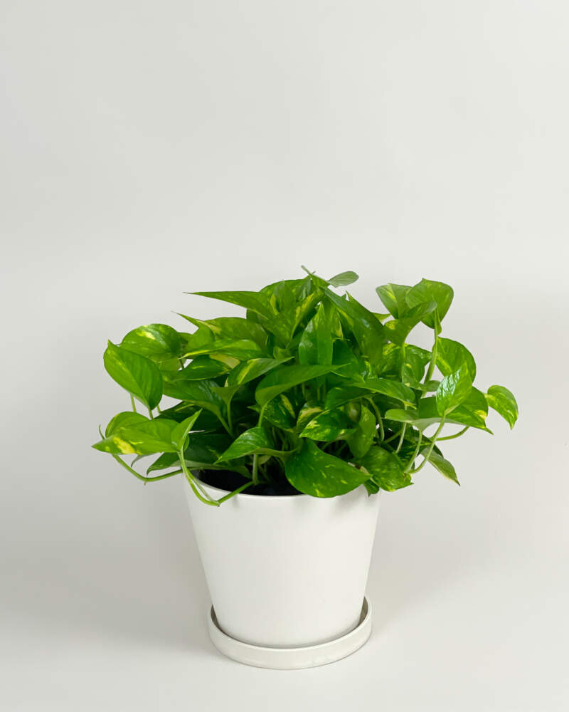 Buy online Epipremnum Pinnatum - Natural elegance that transforms your  space 