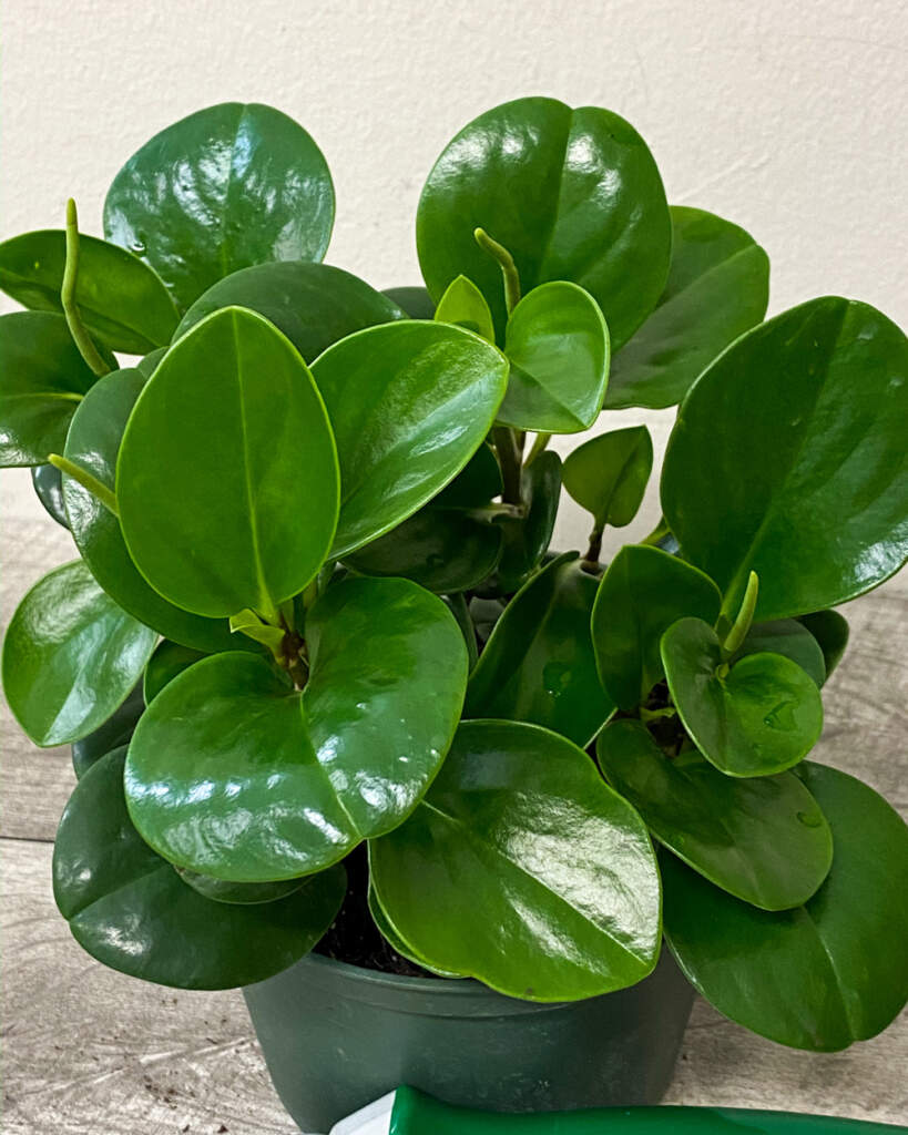 Peperomia obtusifolia, Green Baby rubber plant | PlantVine