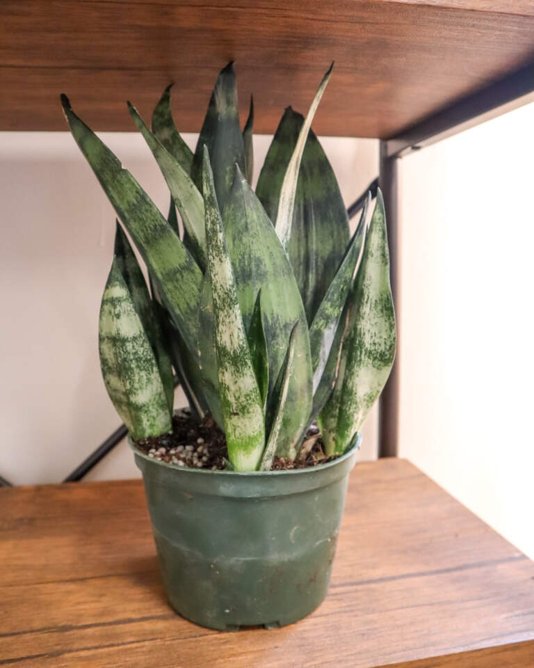 Buy Sansevieria 'Frozen', Snake Plant | Free Shipping over $100