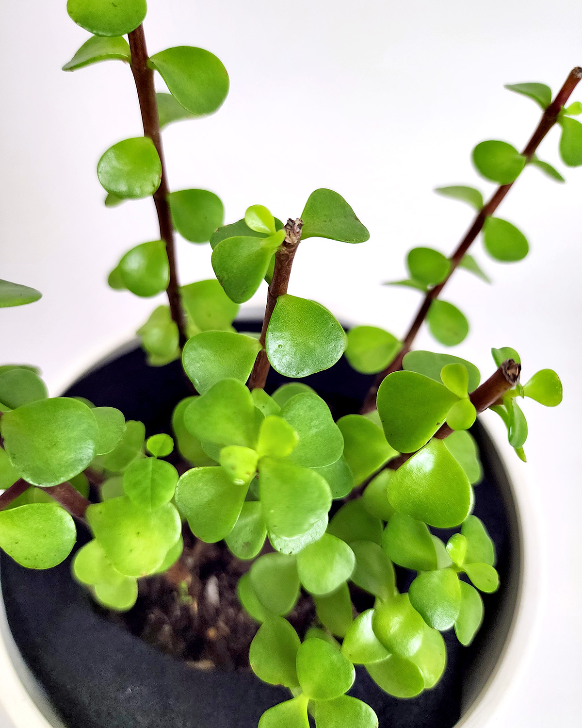 Elephant Bush Plant | PlantVine