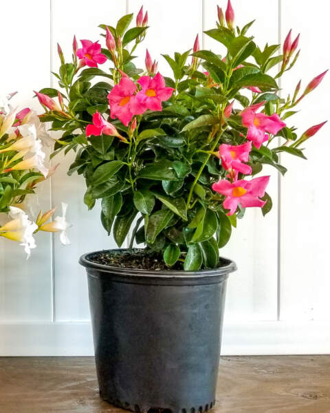 Pink Dipladenia | PlantVine