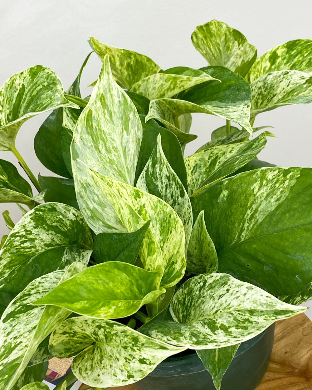 Marble Queen Pothos Plant