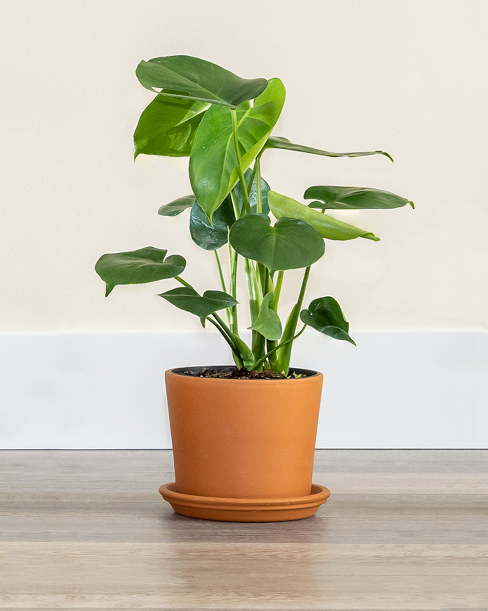 buy-monstera-deliciosa-swiss-cheese-plant-for-sale-online