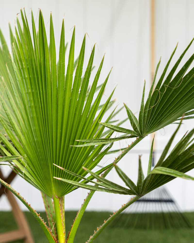 11 Best Palm Trees For Texas Homes and Gardens