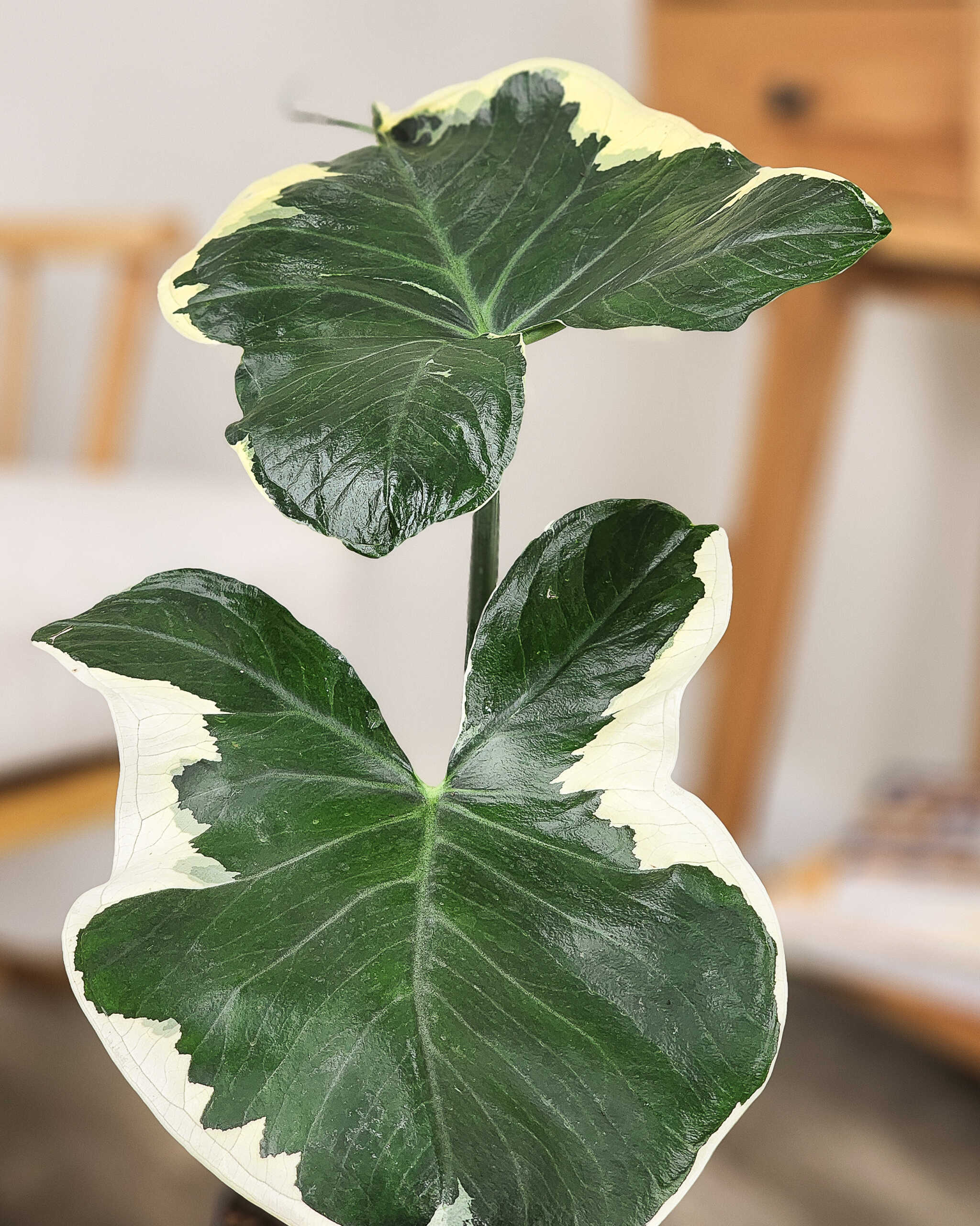 Mickey Mouse Alocasia Care