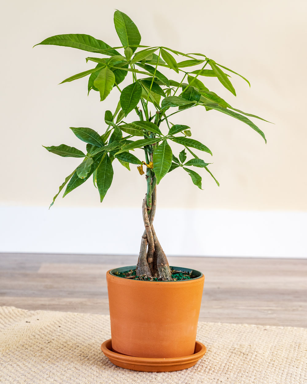 where can i buy a money tree plant