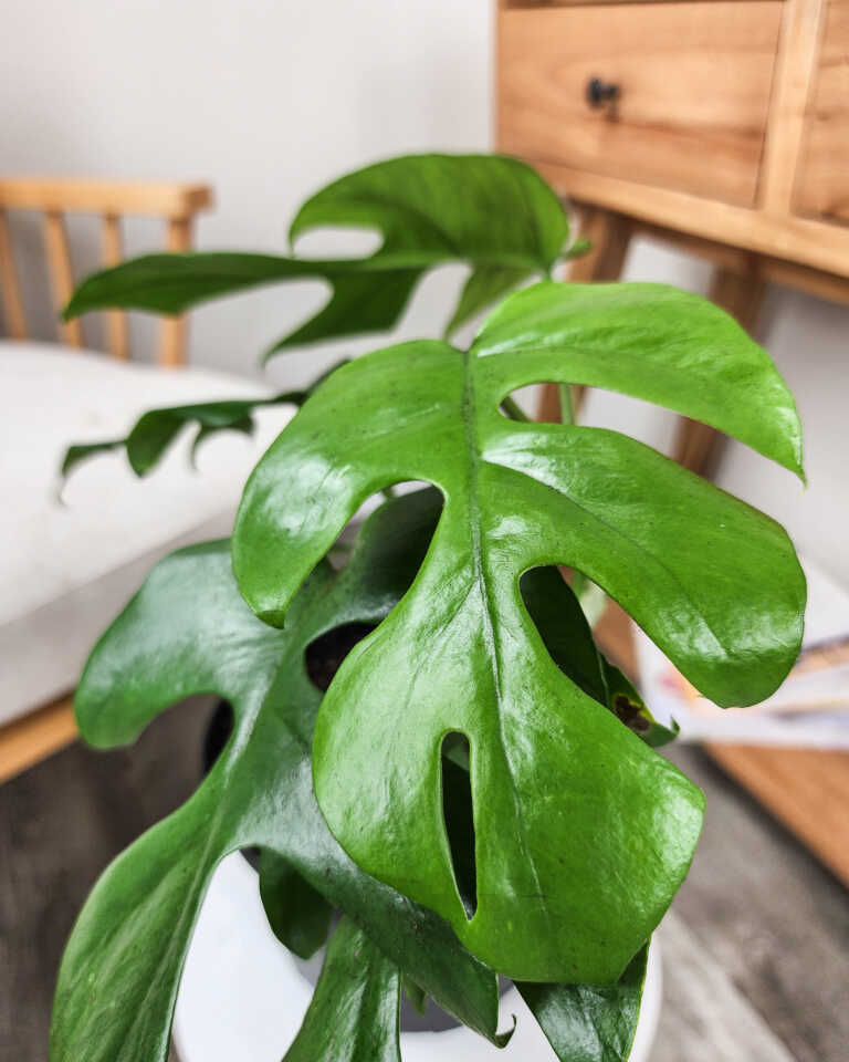 Buy Rhaphidophora Tetrasperma, Monstera 'Ginny' Plant Online