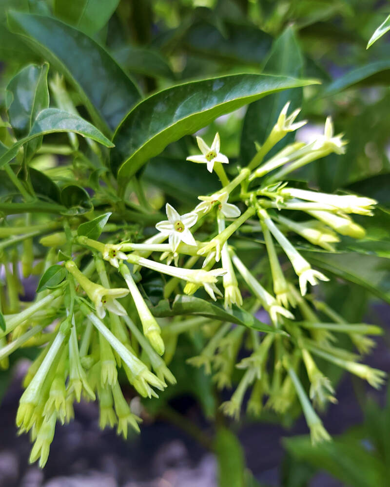 Tropical Jasmine Plant Species - The Good Earth Garden Center