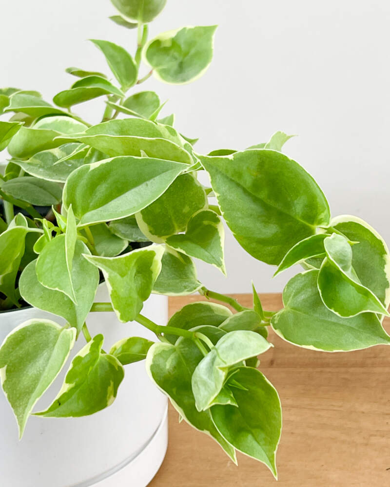 Buy Cupid Peperomia, Peperomia scandens (Green) - Succulent Plant