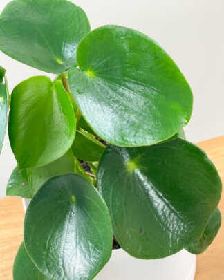 Peperomia ‘Raindrop’ | PlantVine